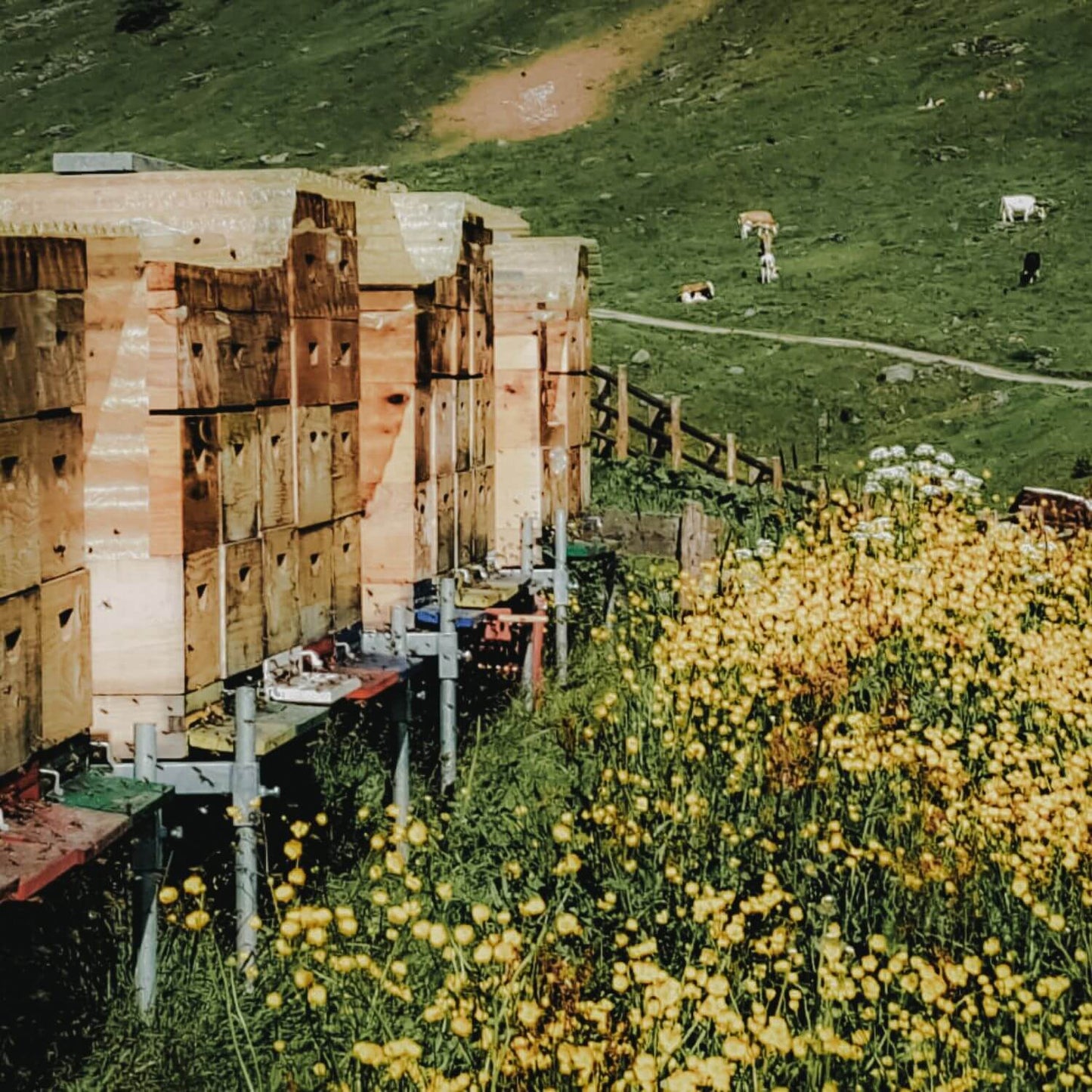 Lois Miele di Fiori 500g