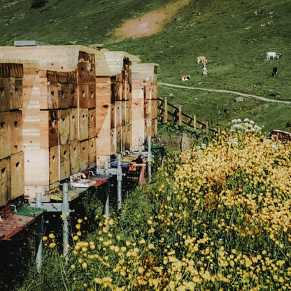 Lois Miele di Fiori 500g