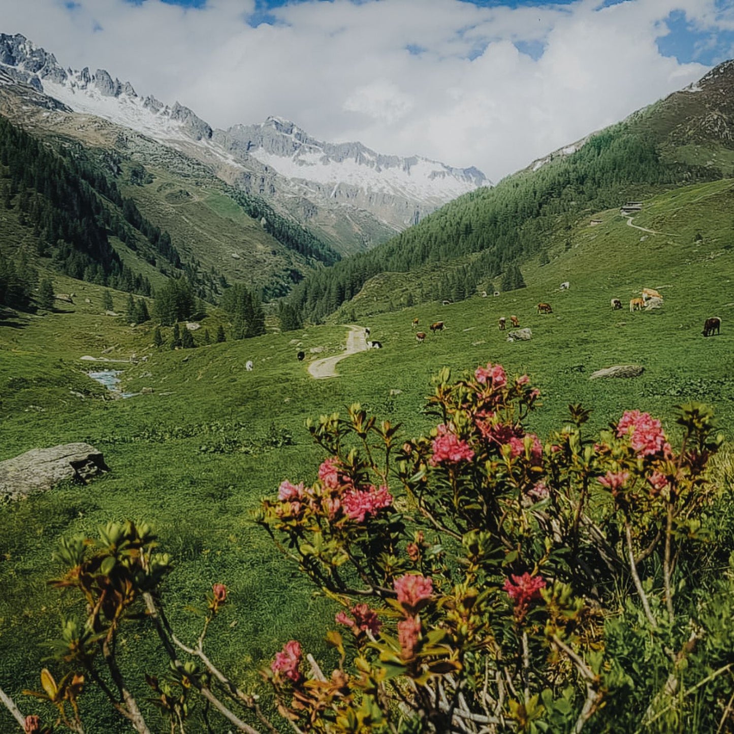 Lois Miele di Fiori 500g